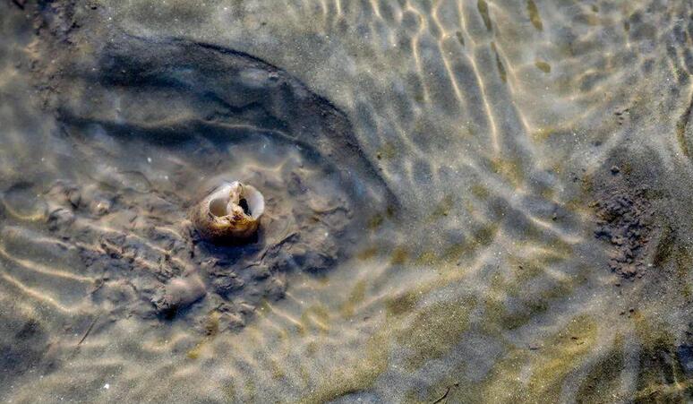 在国外泛滥,我国一度600元一斤,人称“女神蛤”,成高级货