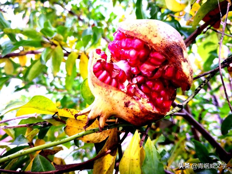 岁月无情风过肩（随笔）