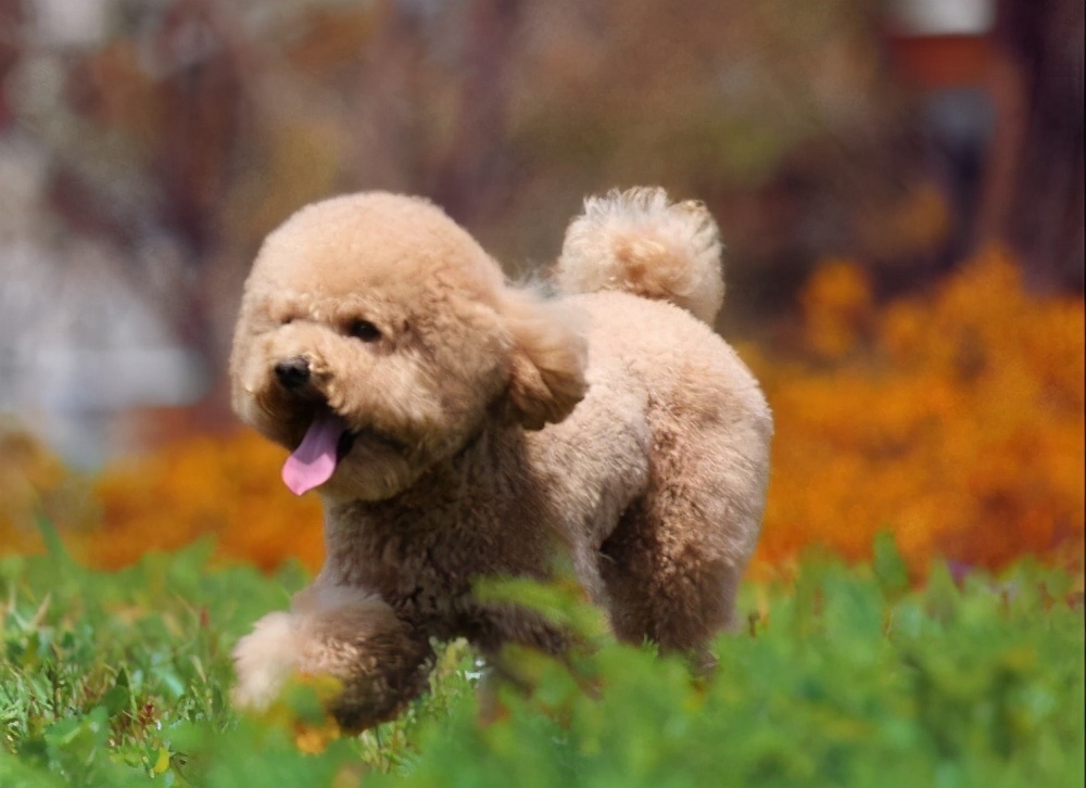 泰迪这几大部位，主人不要乱打，都是它的“命线”