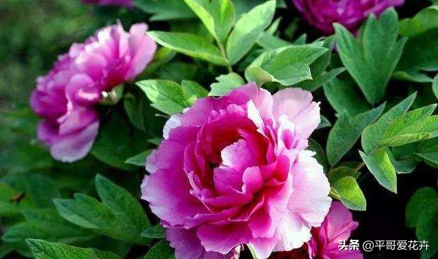 牡丹叶片萎蔫？都是这“4个方面”惹的锅，及时补救还来得及