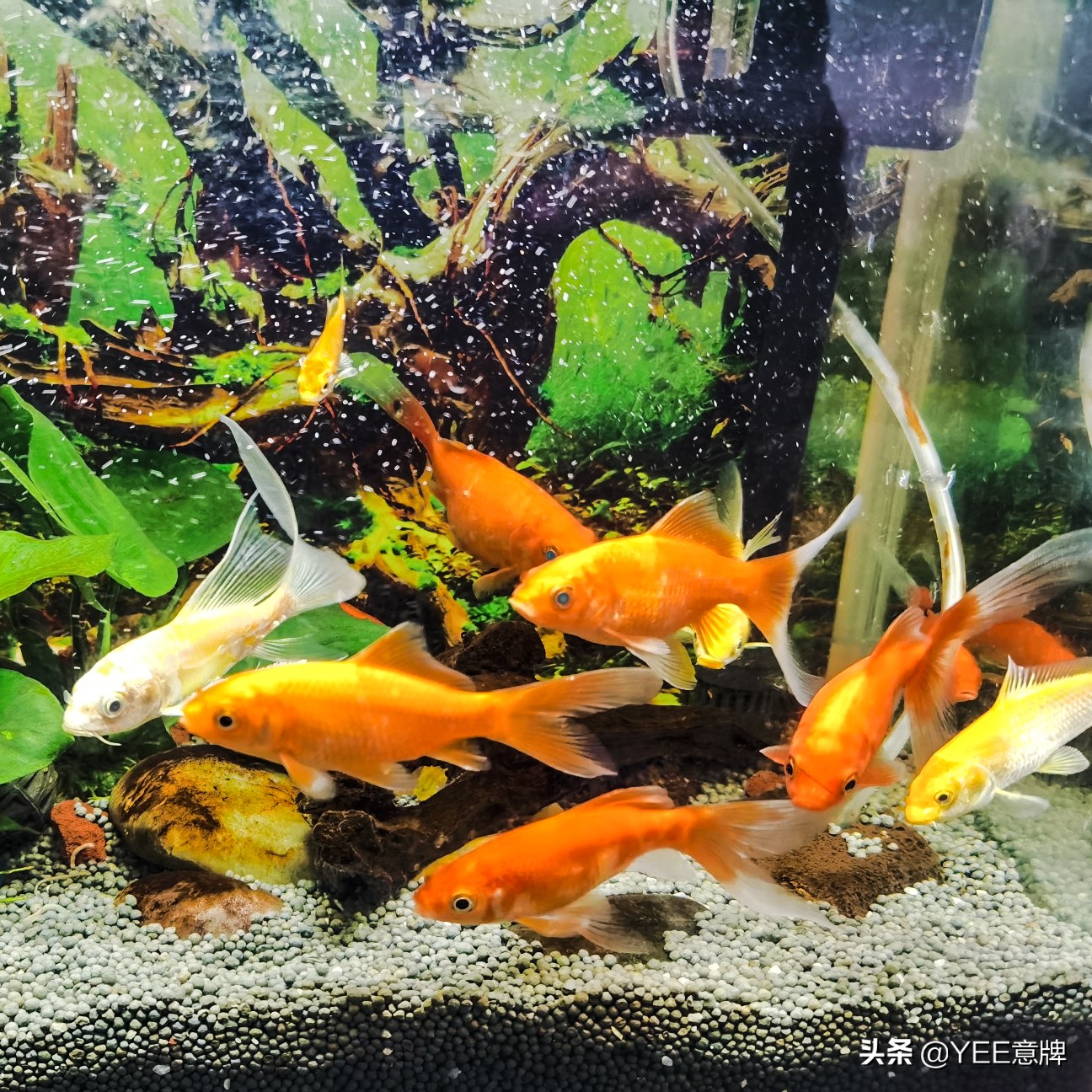 鱼眼睛白膜怎么治疗视频,鱼眼里面有白霉怎么治疗