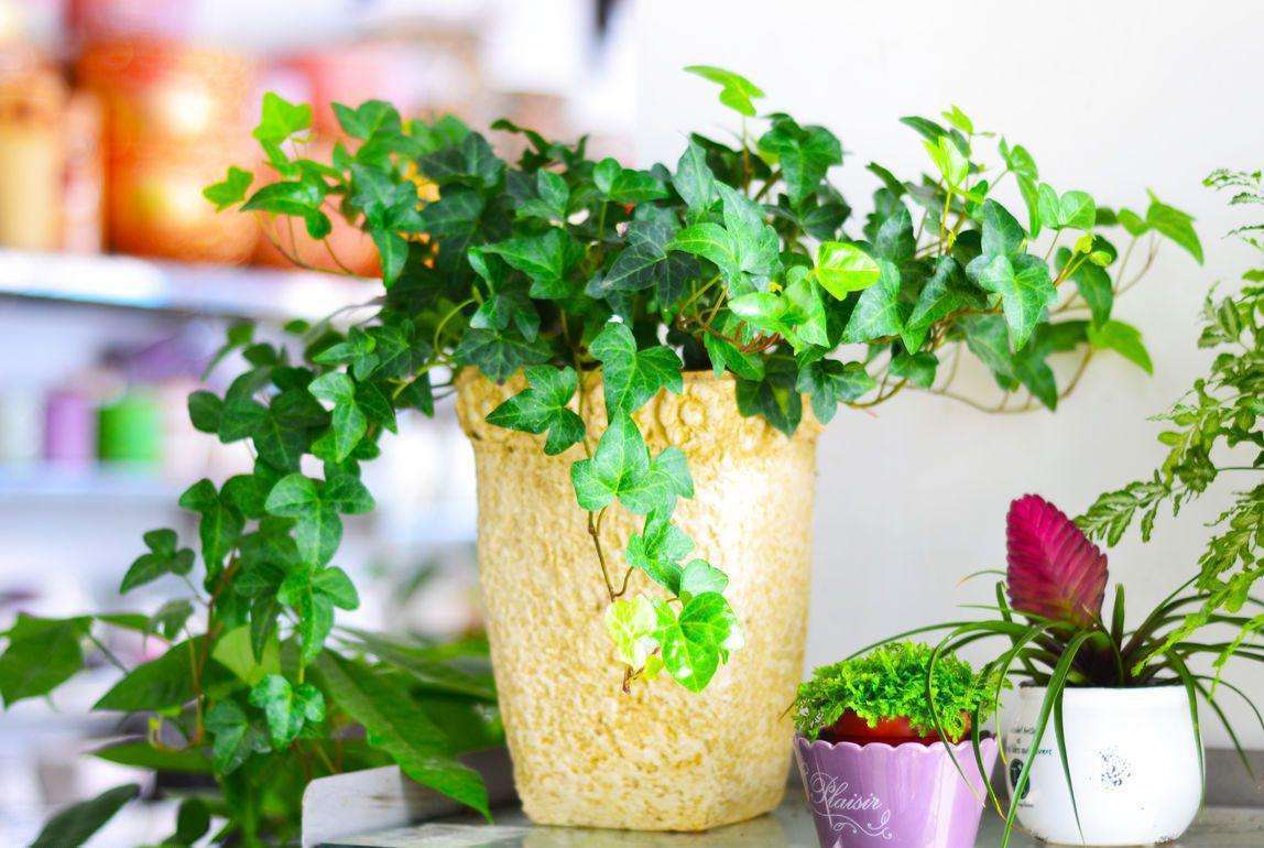 四季常青观叶树,四季常青常春藤怎么养护