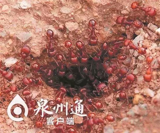 小心！近期这些毒虫出没频繁，已有数人被咬！可致命