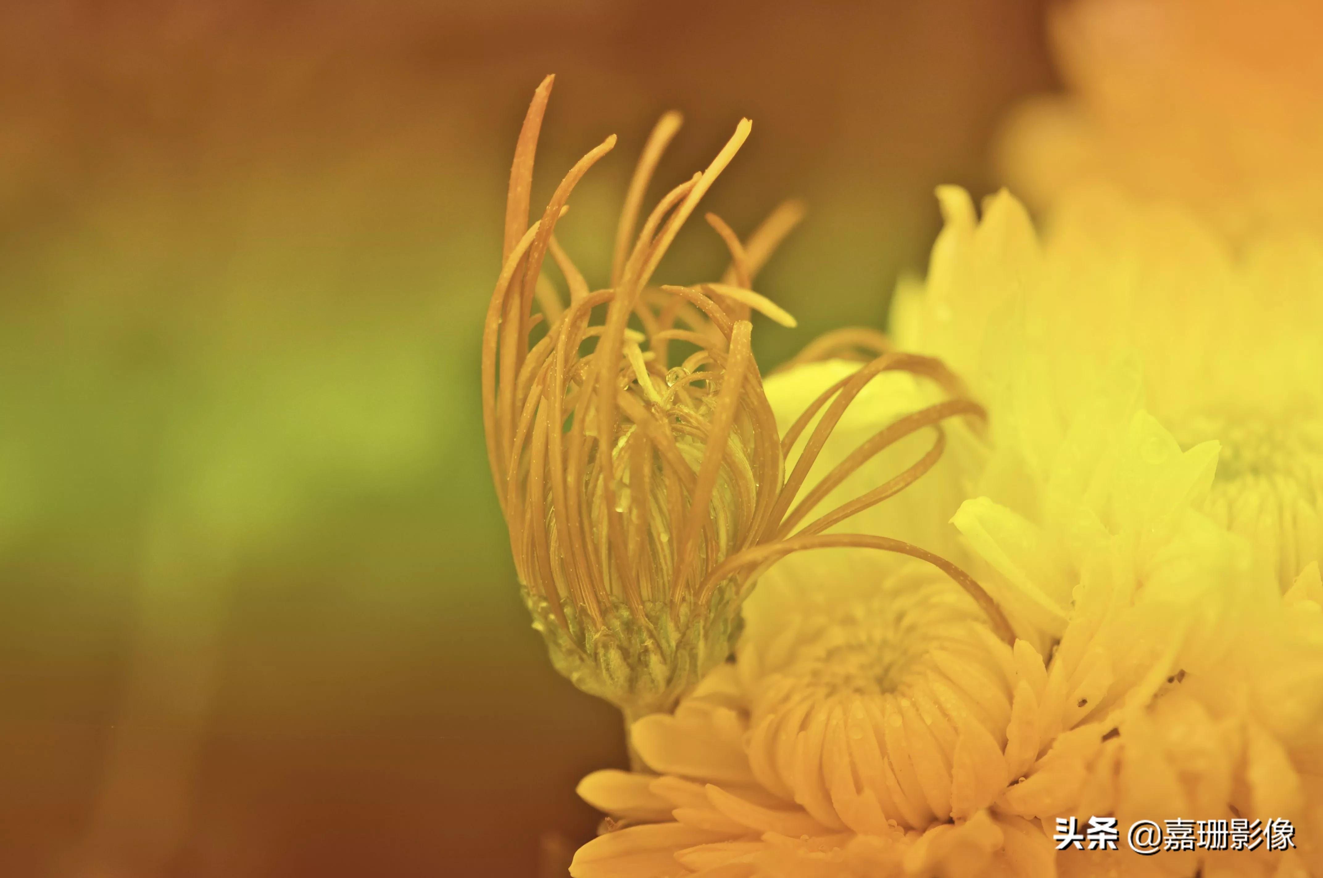 看看花容，听听花语2020年我镜头里的百种花卉