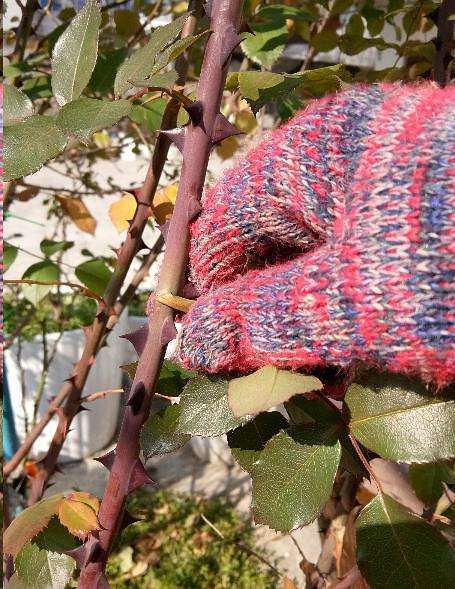 地栽月季冬季修剪时间和方法,藤本月季冬季修剪要不要剪顶端