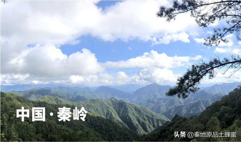 什么是真正的土蜂蜜？农家蜂蜜是土蜂蜜吗？