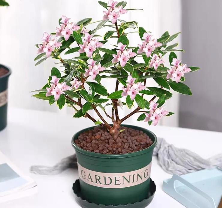 冬季快开花的金边瑞香放在哪里好,金边瑞香只长新芽不开花什么原因