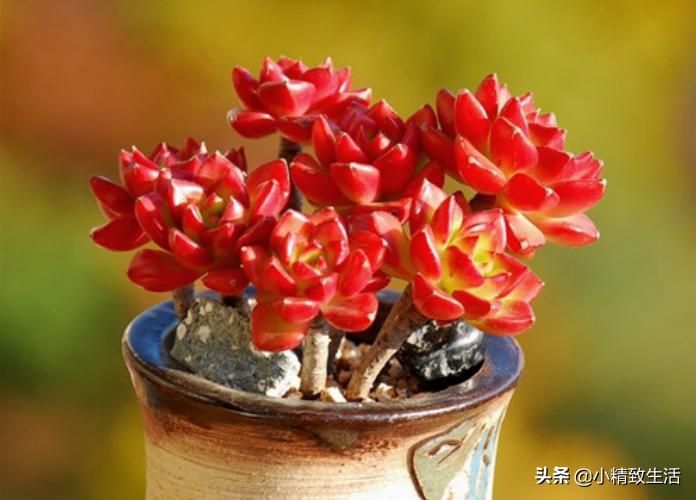 阳台养多肉怎么避免徒长,适合阳台养的多肉不容易徒长