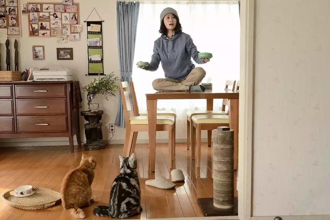 为什么说养猫对孩子有益,为什么有的人养猫养鸟容易养的好