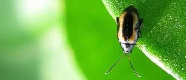 什么时候可以杀跳甲,顽固性跳甲打不死怎么办