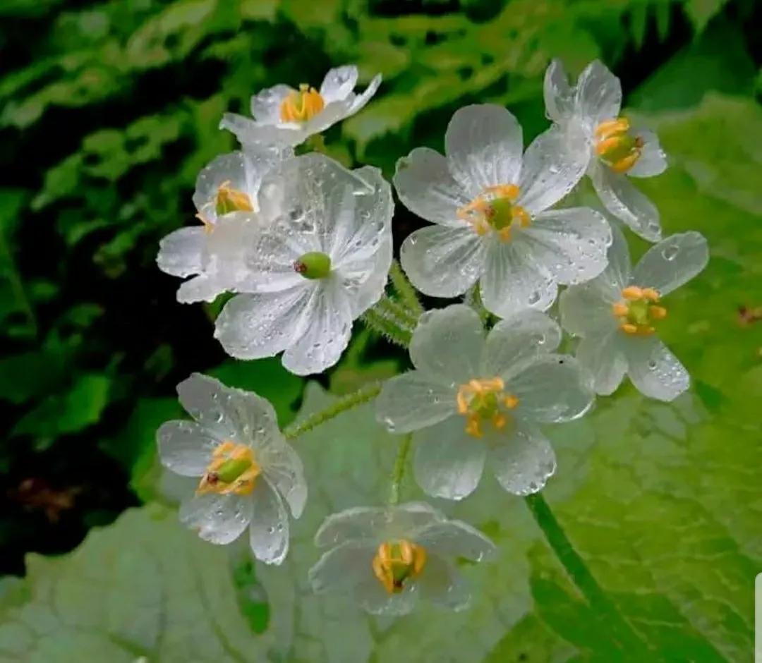 神秘变色花：一下雨就隐形又透明，芳踪难觅！和你捉迷藏的美人花