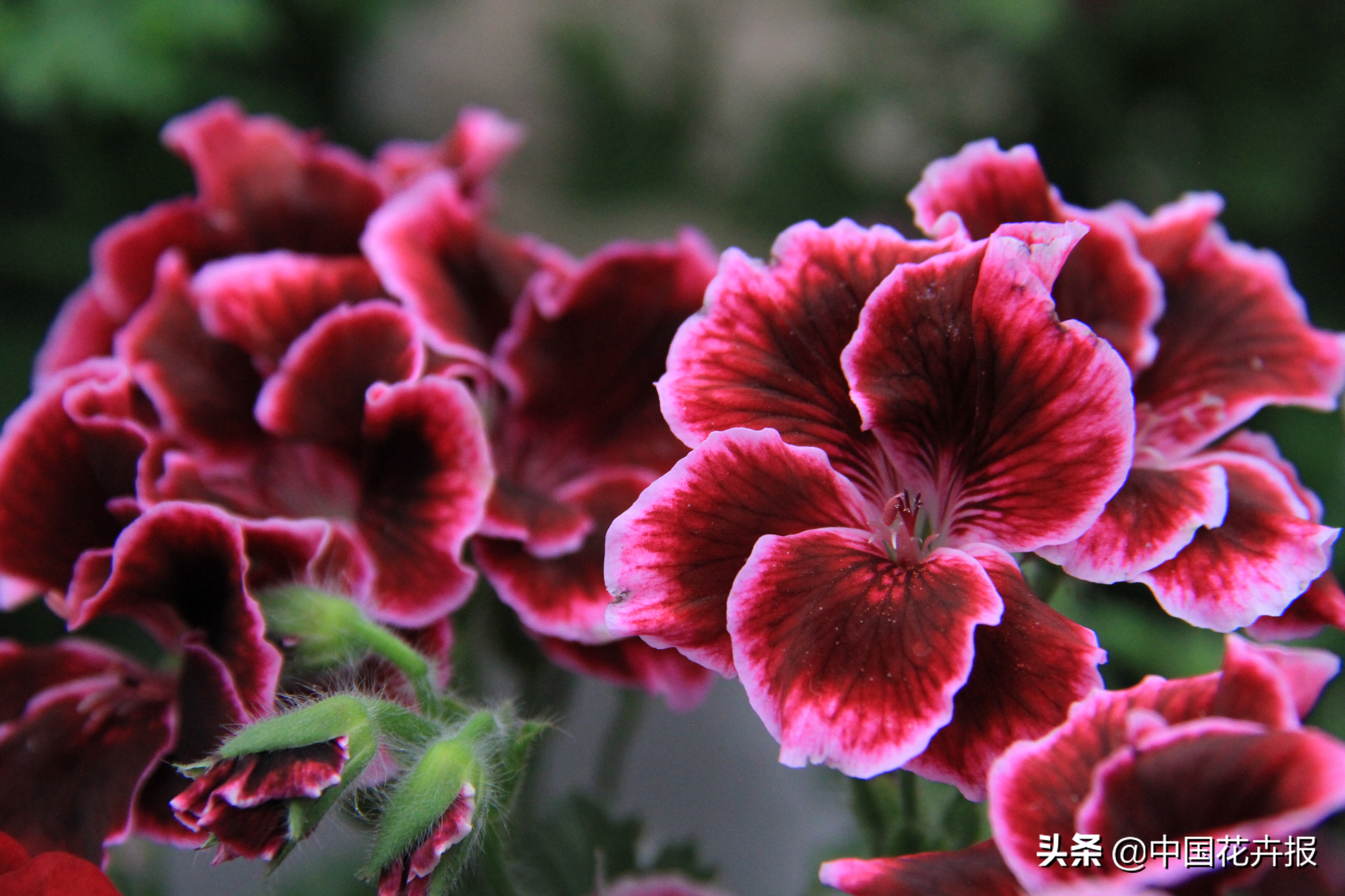 花园必备植物大全,花园常用植物科普