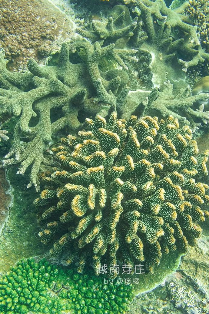 中国可浮潜的海湾,世界最美且可以浮潜十大海滩