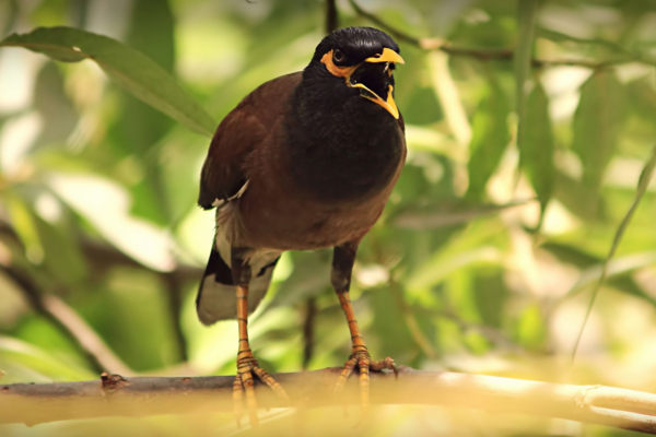 常见八哥有几个品种,八哥的分类