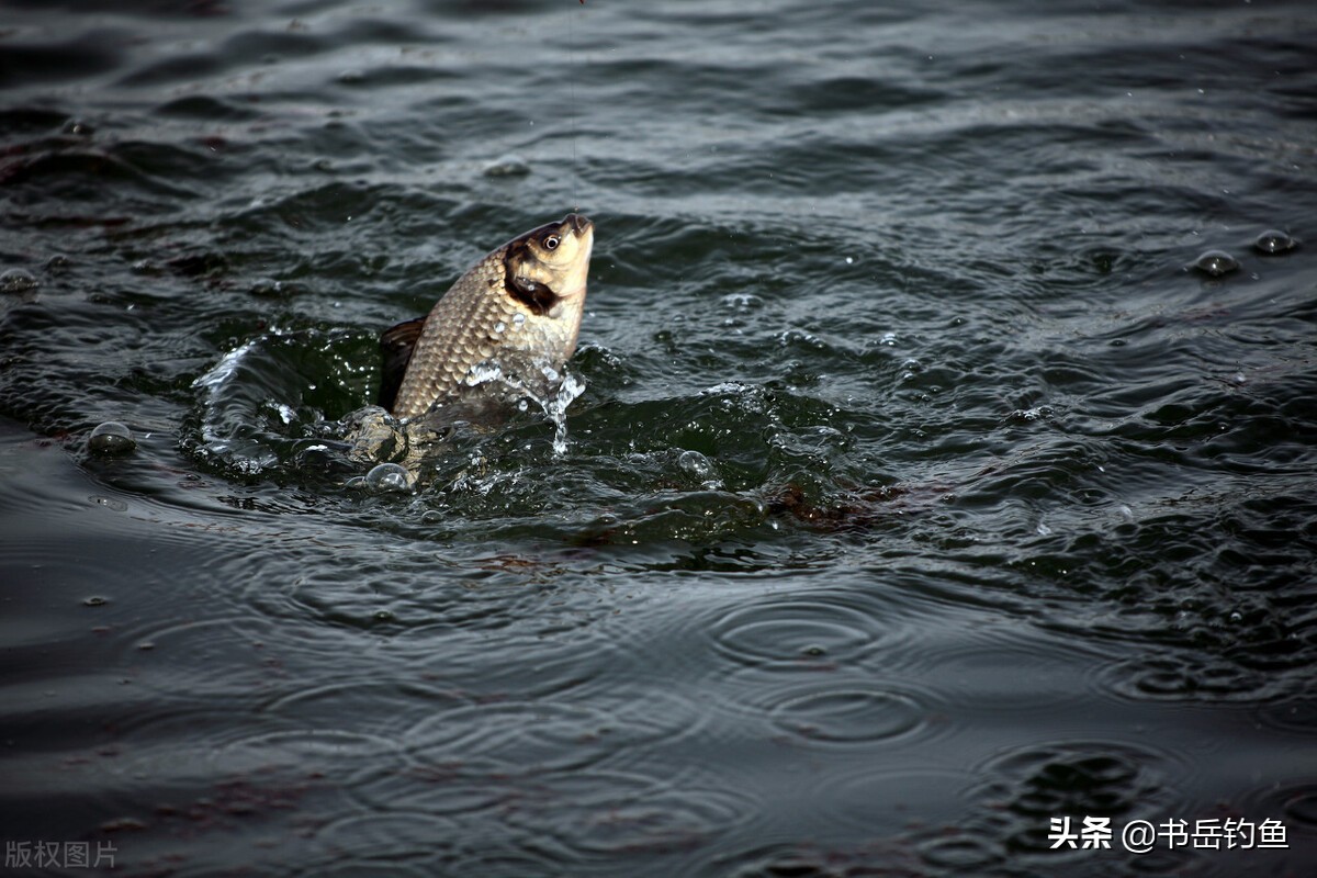 斤鲫适合守钓吗,斤鲫稀缺吗