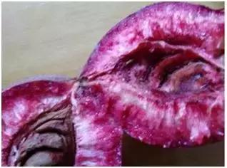 深度解析农业创业项目农村养殖,跨界农业最赚钱的模式