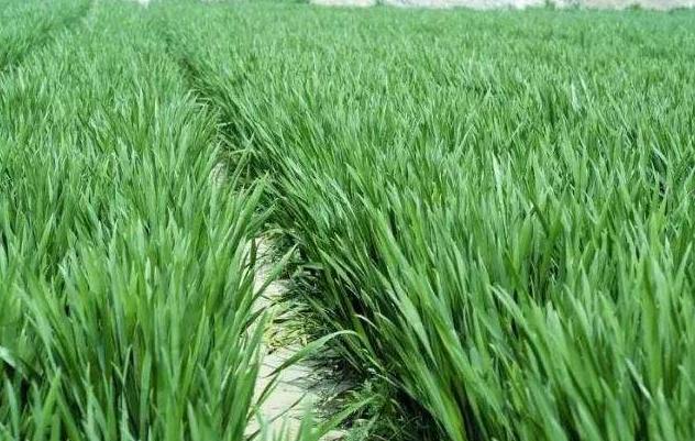 用什么菌剂修复土壤,生物菌改良土壤