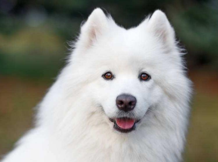 萨摩耶一天吃多少,萨摩耶一天吃多少肉最合适