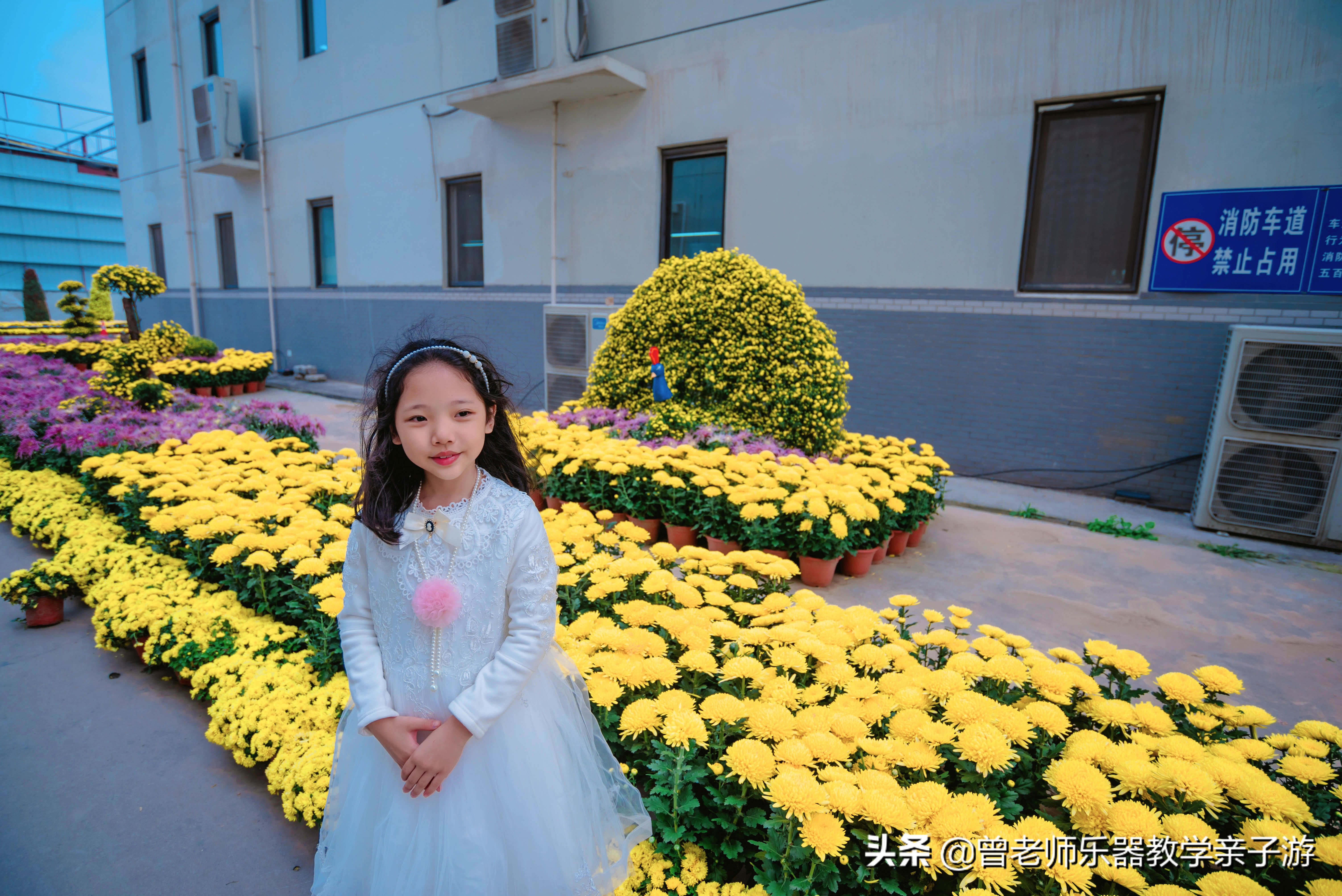 爱菊研学游,爱菊丝路文化菊花园西安