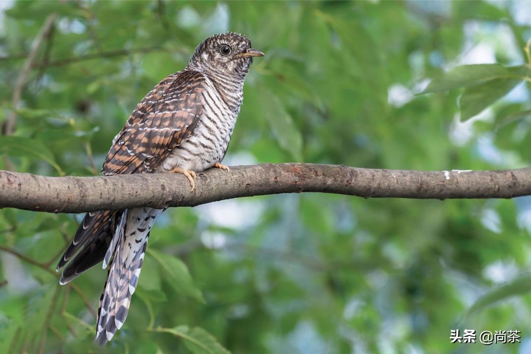 惊蛰与茶,惊蛰喝什么茶养生
