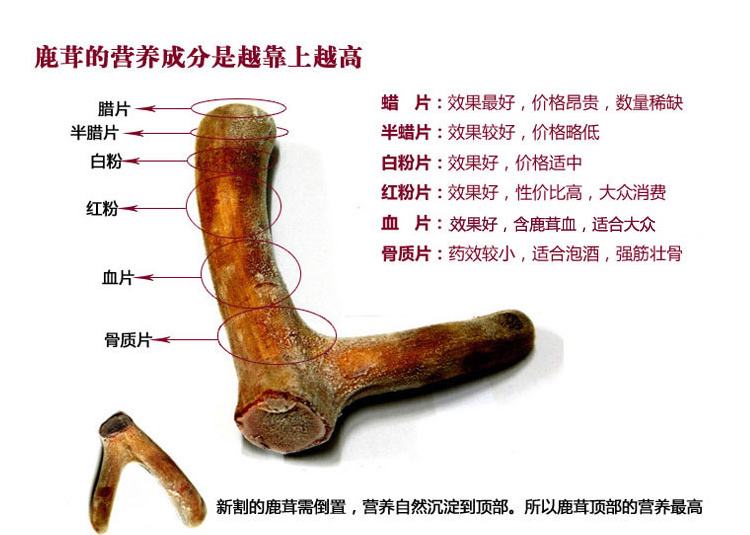 鹿茸片怎么使用效果最好,鹿茸片怎么吃是最正确的方法