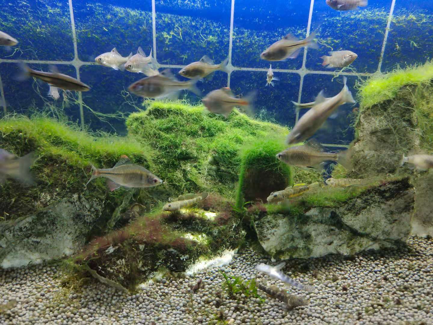 鱼缸过滤晚上可以把水泵调小吗,鱼缸水质稳定了需不需要换水