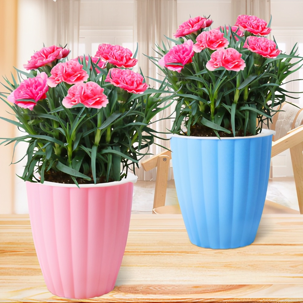 你准备好了吗幼儿版,你的康乃馨准备好了吗