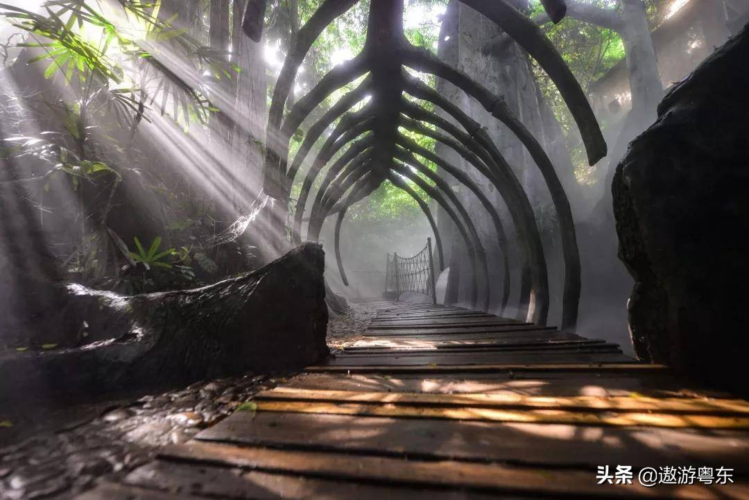 深圳南山区青青世界视频,青青世界深圳热带雨林