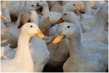 养鸭常见问题,养鸭怎样养才不会得肺炎