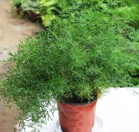 天门冬养护方法,天门冬盆栽养护方法