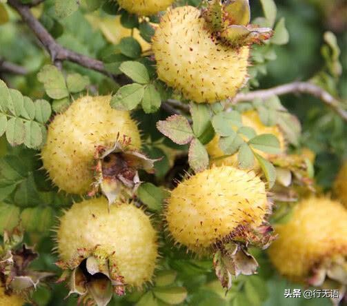 有趣的农村生活食物,农村生活农村娃农村美食