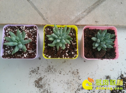 多肉面上铺了麦饭石怎么施肥,多肉施肥是浇水之后还是之前