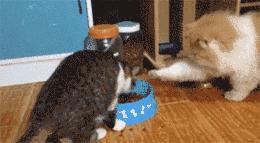 自从有了橘猫,我终于体会到什么叫“十橘九渣”!