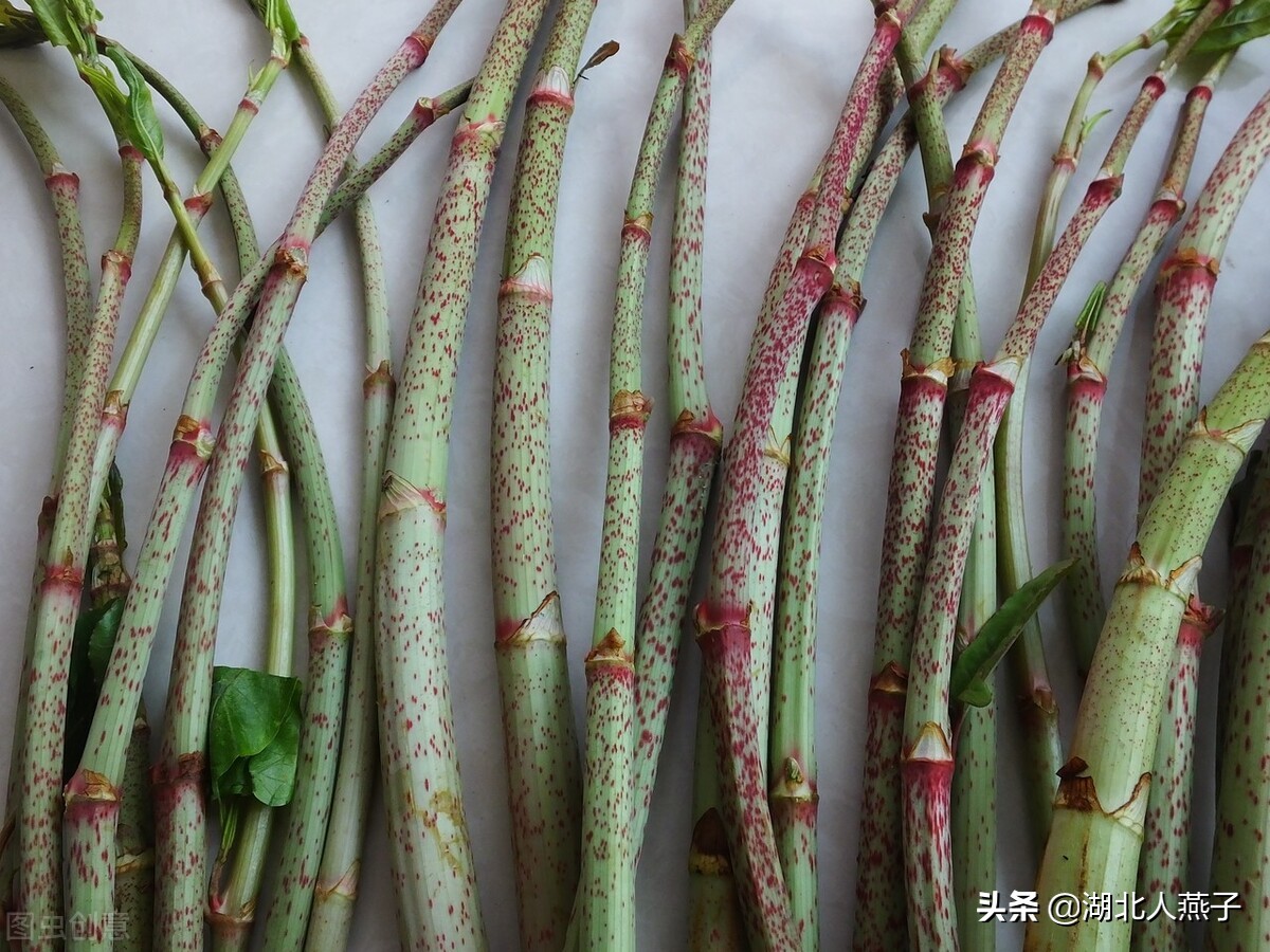 各种可以吃的野菜图片大全及名称 (100种野菜图片大全和名称和吃法)