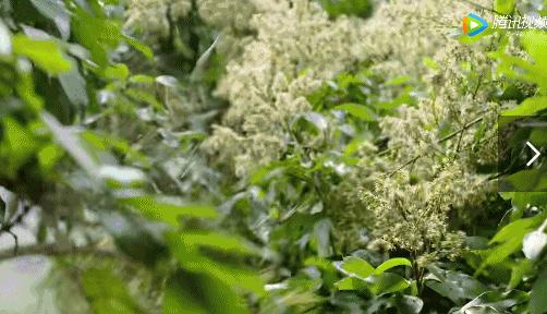 所有人都想请他来东莞拍「肉戏」