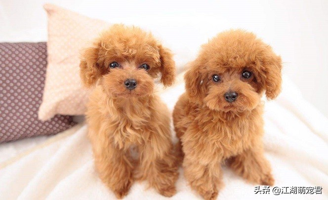 泰迪跟贵宾的区别是什么,分不清泰迪和比熊