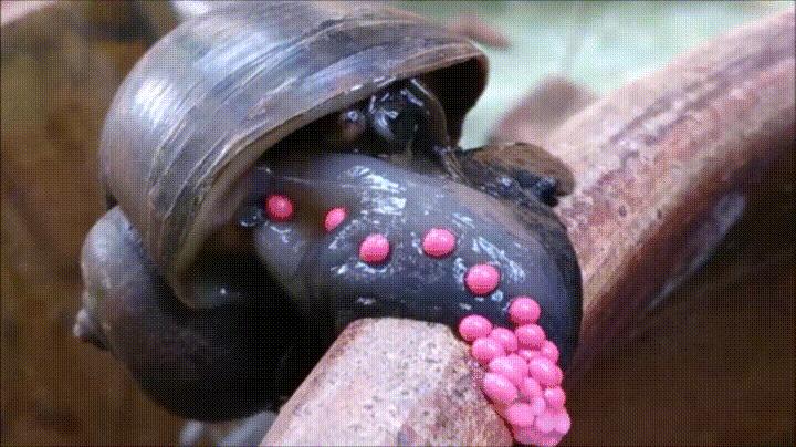 吃完田螺怎么知道感染寄生虫,田螺吃到寄生虫的可能性大吗