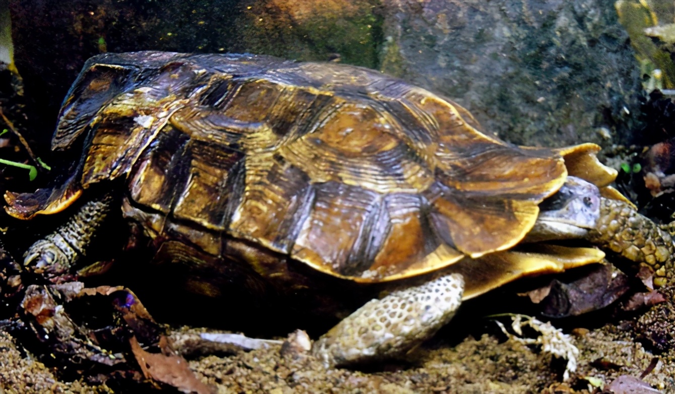 各种龟类图片大全大图,龟类展示会