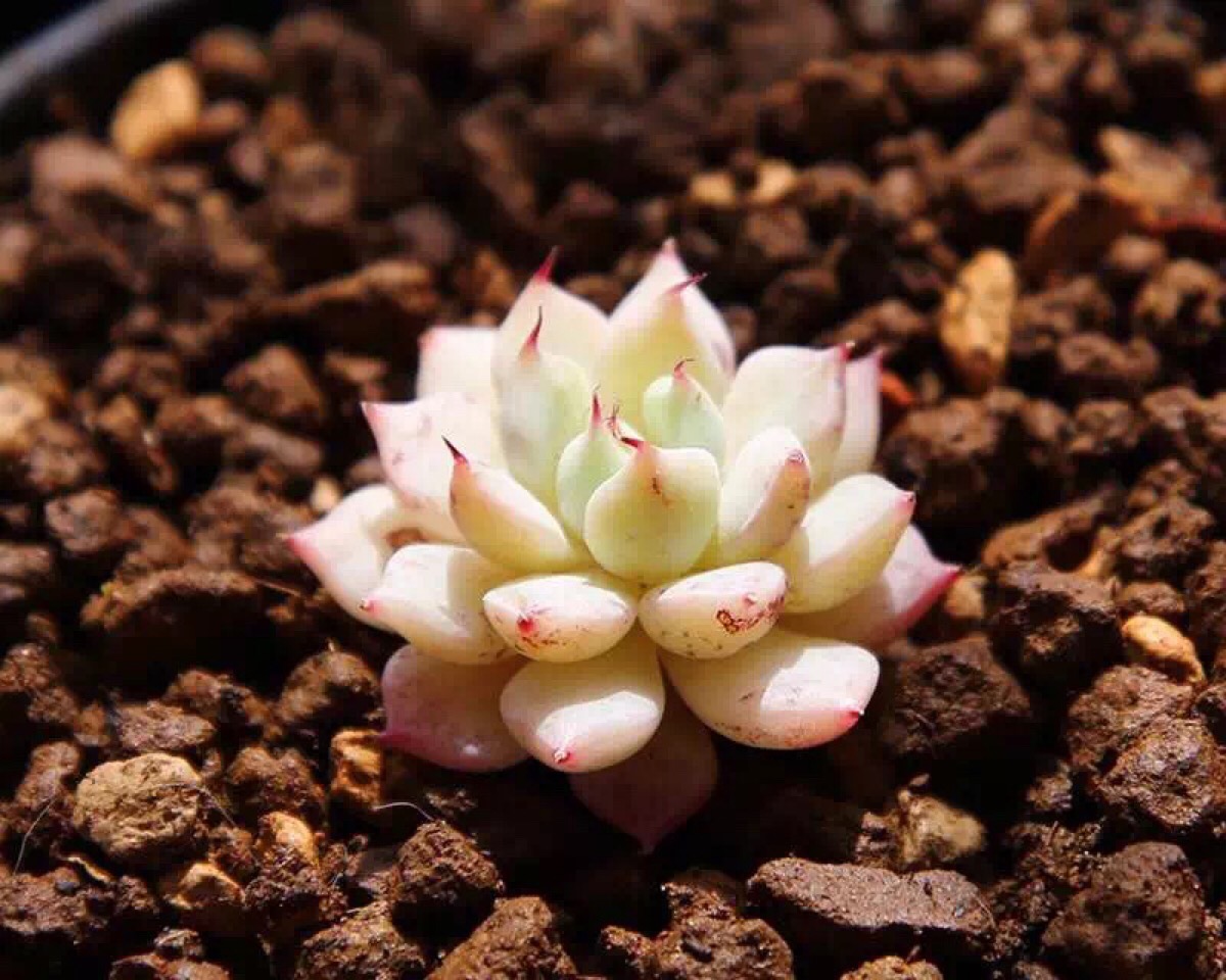 多肉植物干枯了还有办法补救吗,多肉植物茎枯萎怎么救活