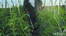 番茄叶背有虫害怎么治,种植番茄怎样防虫害