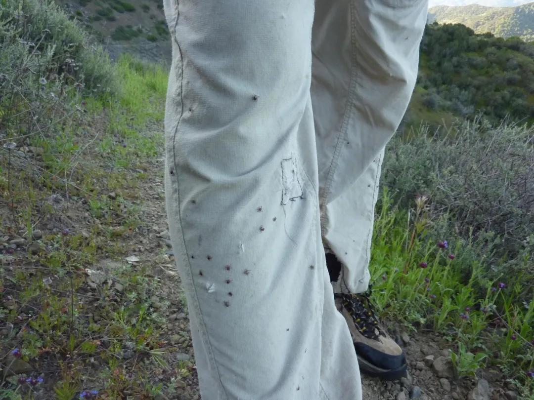 怎么预防在景区被毒虫叮咬,出游当心蜱虫叮咬