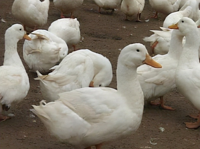 来北京必须要吃的烤鸭店叫什么,北京吃烤鸭哪里最合适
