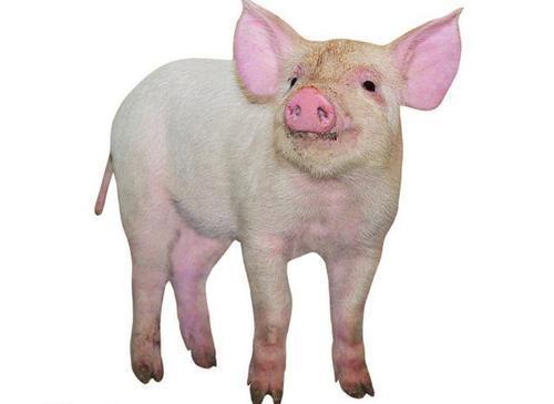 十二生肖的相合与相生怎么记,十二生肖相忌