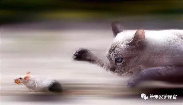 猫咪最近喜欢咬人是得了狂犬病吗,猫咪为什么喜欢咬人手