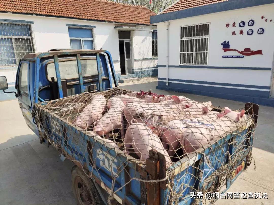 月黑风高偷猪崽，蜀黍叫你“赔了夫人又折兵”！