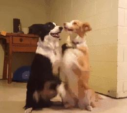 如何判断边境牧羊犬是笨是聪明,边境牧羊犬为什么不会攻击人