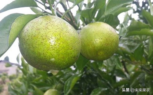 柑橘果子上长黑斑点是什么原因,柑橘果实有青斑点怎么防治