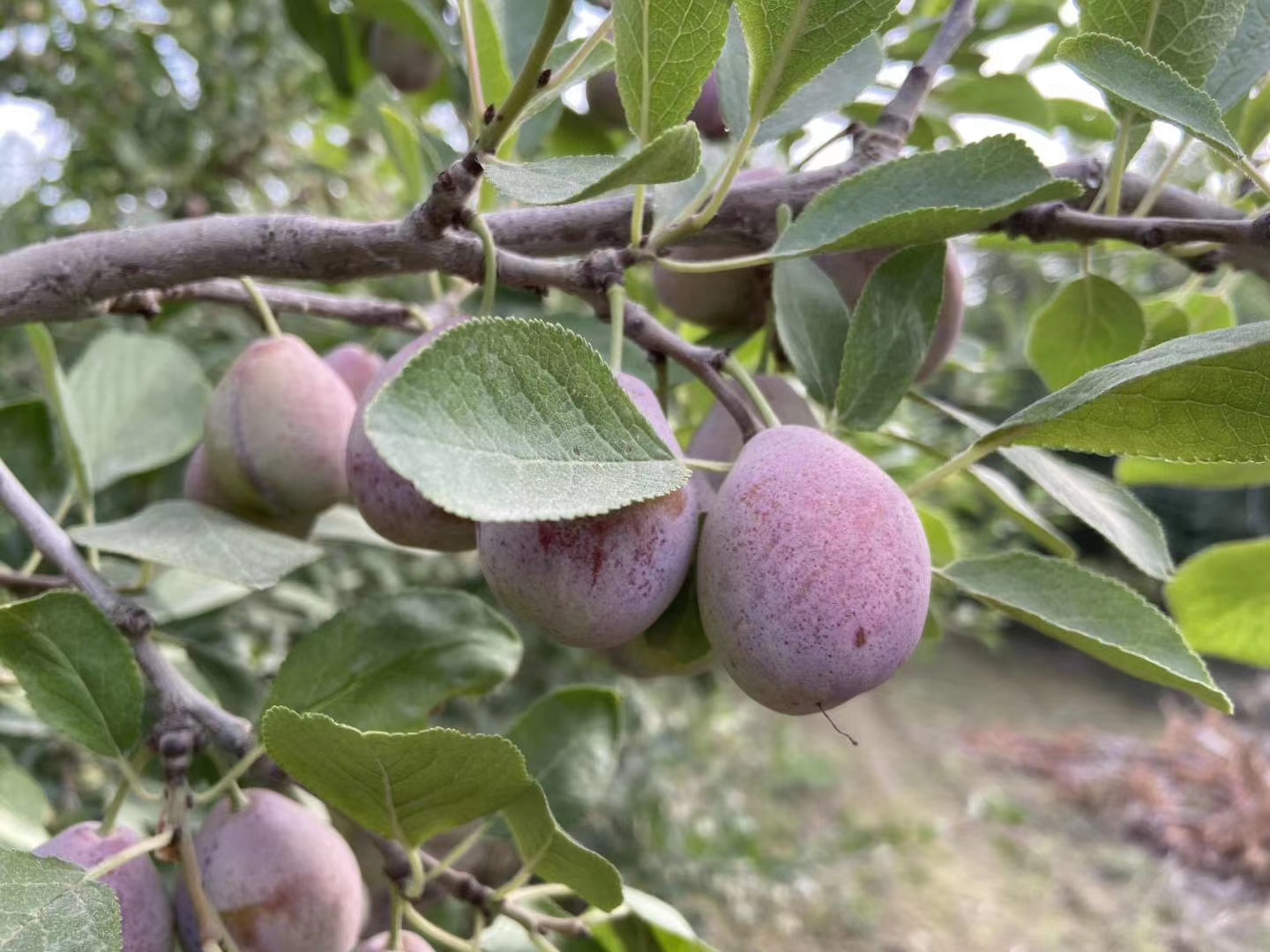 名扬四海的新疆瓜果,带你一起吃遍新疆瓜果