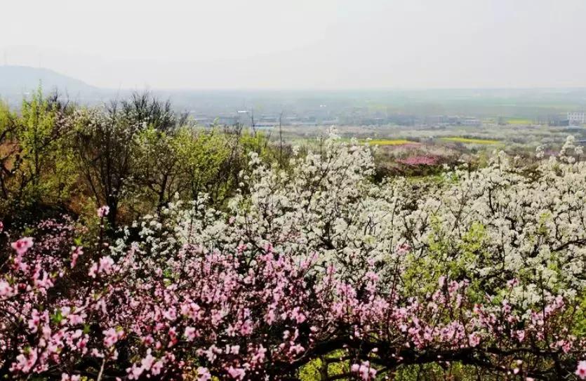 安徽春天去哪看花,安徽春天赏花攻略景点推荐