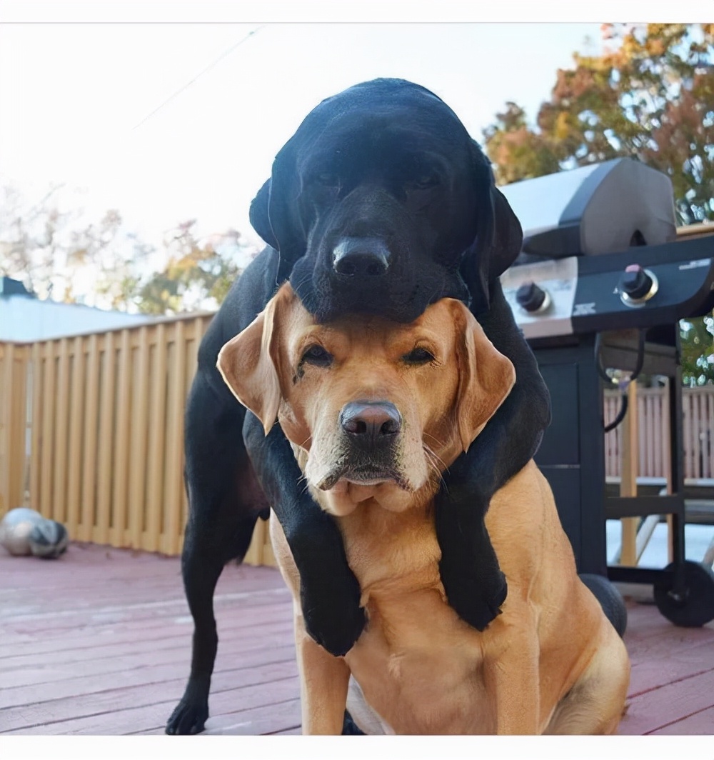 公狗和母狗交配之后，为什么会分不开？